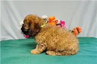 Sierra, a female Cavapoo for sale in Fordland, MO – 7 of 7