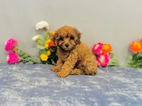 Weston, a male Cavapoo for sale in Fordland, MO – 8 of 8