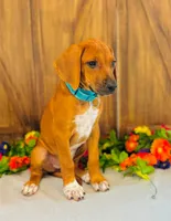 Jewel, a female Rhodesian Ridgeback for sale in Fordland, MO – 4 of 8