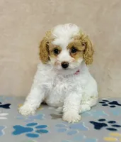 processed/2336a02f-9f42-4a36-a991-3d9046700e48/listing/6e6dbadd-131b-4e90-89e0-cf22afb35615/0541df96-9ccb-459c-b9d2-9656ff1cd911