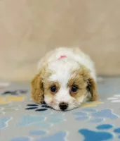 processed/2336a02f-9f42-4a36-a991-3d9046700e48/listing/6e6dbadd-131b-4e90-89e0-cf22afb35615/0941b964-2e88-415b-b112-c5d76a2fdb83