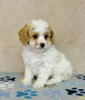 processed/2336a02f-9f42-4a36-a991-3d9046700e48/listing/6e6dbadd-131b-4e90-89e0-cf22afb35615/47a0e1d1-1e4f-4f2b-92fb-d47d4687b33d