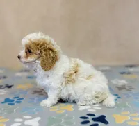 processed/2336a02f-9f42-4a36-a991-3d9046700e48/listing/6e6dbadd-131b-4e90-89e0-cf22afb35615/6d749461-b72e-4b80-b450-b5699695c73a