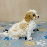 processed/2336a02f-9f42-4a36-a991-3d9046700e48/listing/6e6dbadd-131b-4e90-89e0-cf22afb35615/70984e84-6de2-4d6b-83a6-032af4bf7337