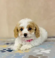 processed/2336a02f-9f42-4a36-a991-3d9046700e48/listing/6e6dbadd-131b-4e90-89e0-cf22afb35615/70e6245c-f837-4311-b2a9-7ad0cd92a398