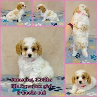 processed/2336a02f-9f42-4a36-a991-3d9046700e48/listing/6e6dbadd-131b-4e90-89e0-cf22afb35615/b9c81c00-0d8d-42a4-90eb-0b99a73df6eb