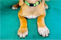 Legacy, a female Rhodesian Ridgeback for sale in Fordland, MO – 7 of 9