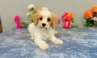 Kona, a male Cavapoo for sale in Fordland, MO – 9 of 9