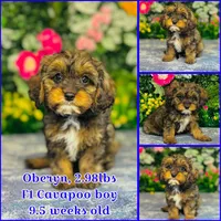 Oberyn, a male Cavapoo for sale in Fordland, MO – 9 of 9