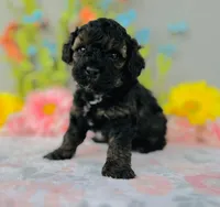 Plaid, a male Poodle - Toy  for sale in Fordland, MO – 5 of 8