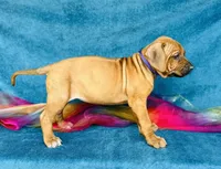Kesi, a female Rhodesian Ridgeback for sale in Fordland, MO – 5 of 8