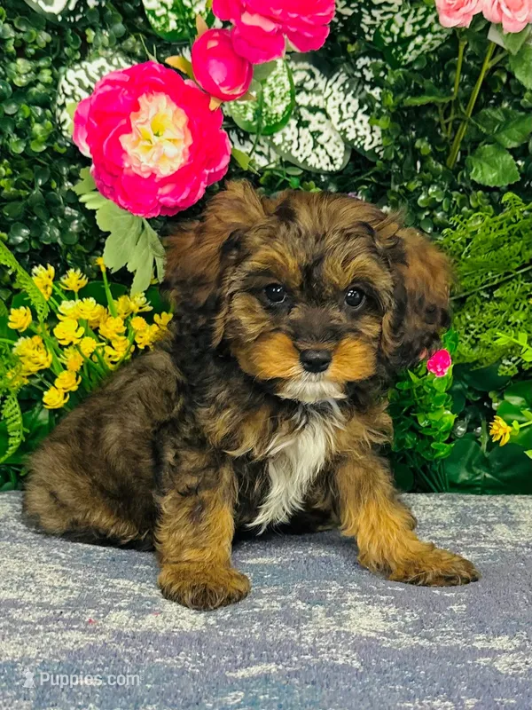 Oberyn – Cavapoo puppy for sale in Fordland, MO