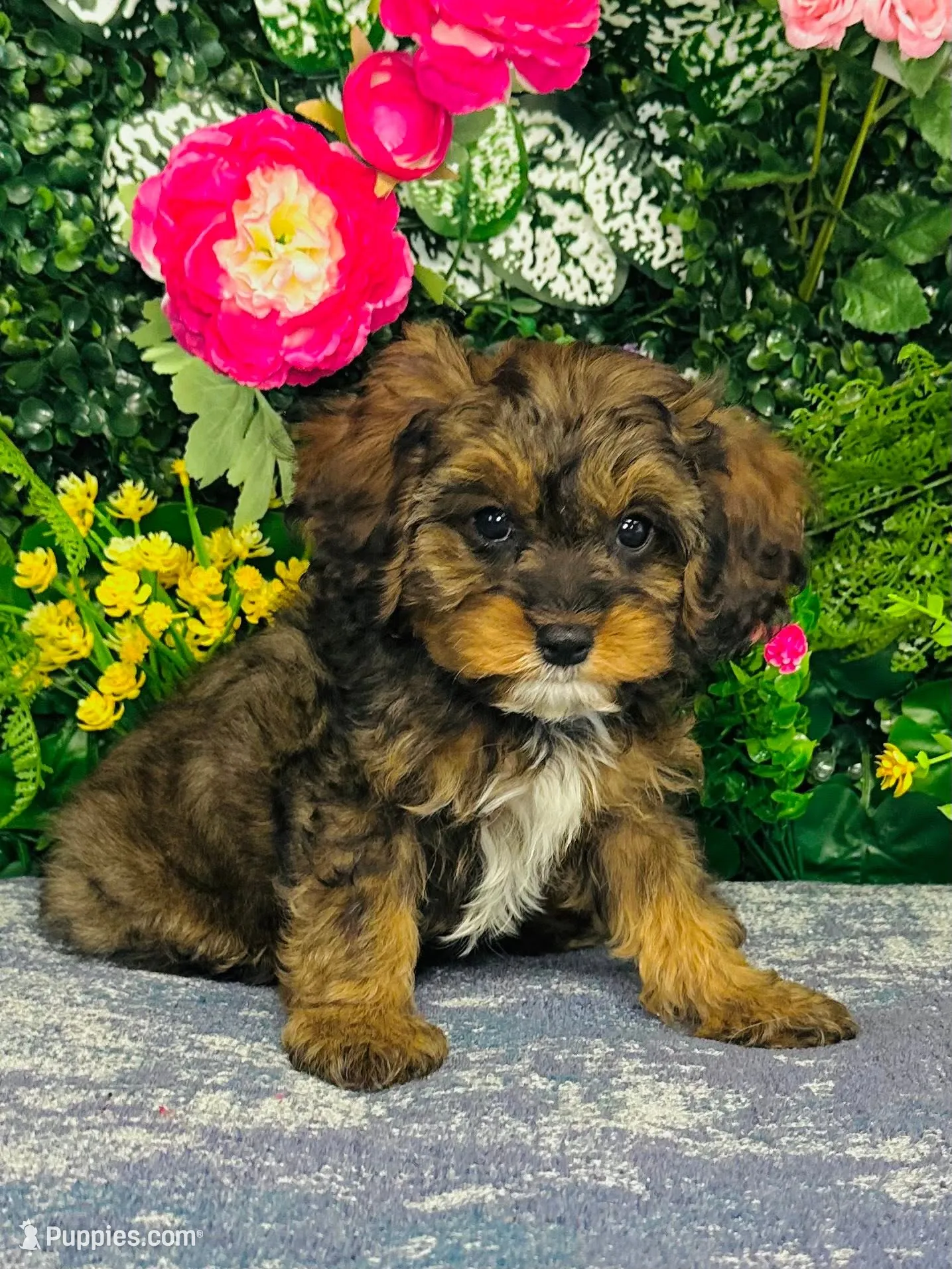 Oberyn – Cavapoo Puppy for Sale in Fordland, MO | Puppies.com