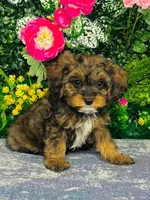 Oberyn, a male Cavapoo for sale in Fordland, MO – 1 of 9