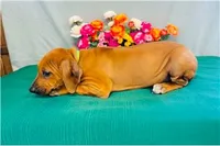 Legacy, a female Rhodesian Ridgeback for sale in Fordland, MO – 6 of 9