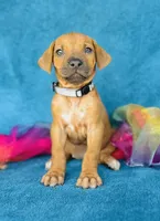 Kioni, a female Rhodesian Ridgeback for sale in Fordland, MO – 3 of 8