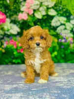 Isola, a female Cavapoo for sale in Fordland, MO – 8 of 9