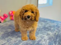 Cascade, a female Cavapoo for sale in Fordland, MO – 9 of 9