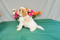 Kona, a male Cavapoo for sale in Fordland, MO – 4 of 9