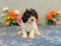Java, a male Cavapoo for sale in Fordland, MO – 8 of 9