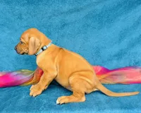 Zuri, a female Rhodesian Ridgeback for sale in Fordland, MO – 5 of 10