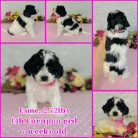 Esme, a female Cavapoo and Poodle - Miniature  for sale in Fordland, MO – Photo 3 of 7