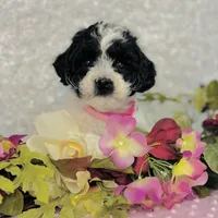 Esme, a female Cavapoo and Poodle - Miniature  for sale in Fordland, MO – Photo 4 of 7