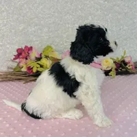 Esme, a female Cavapoo and Poodle - Miniature  for sale in Fordland, MO – Photo 6 of 7