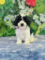 Esme, a female Cavapoo and Poodle - Miniature  for sale in Fordland, MO – Photo 1 of 10