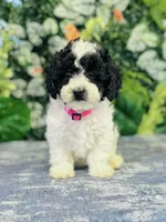 Esme, a female Cavapoo and Poodle - Miniature  for sale in Fordland, MO – Photo 10 of 10