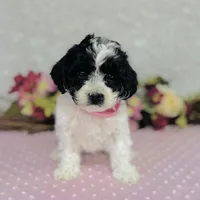 Esme, a female Cavapoo and Poodle - Miniature  for sale in Fordland, MO – Photo 1 of 7