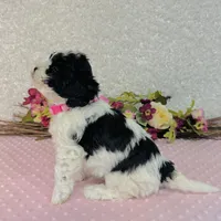 Esme, a female Cavapoo and Poodle - Miniature  for sale in Fordland, MO – Photo 5 of 7