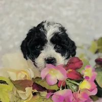 Esme, a female Cavapoo and Poodle - Miniature  for sale in Fordland, MO – Photo 2 of 7
