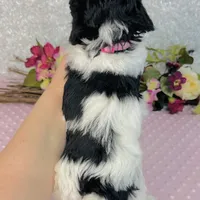 Esme, a female Cavapoo and Poodle - Miniature  for sale in Fordland, MO – Photo 7 of 7