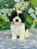 Esme, a female Cavapoo and Poodle - Miniature  for sale in Fordland, MO – Photo 9 of 10
