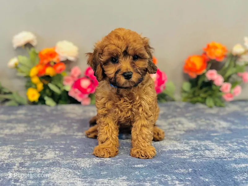 Weston – Cavapoo puppy for sale in Fordland, MO