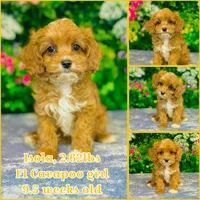 Isola, a female Cavapoo for sale in Fordland, MO – 9 of 9