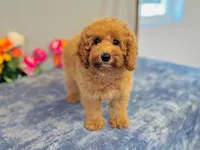 Cascade, a female Cavapoo for sale in Fordland, MO – 8 of 9