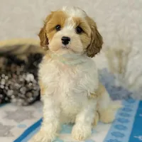 Princess, a female Cavapoo for sale in Fordland, MO – Photo 2 of 9
