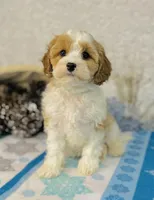 Princess, a female Cavapoo for sale in Fordland, MO – Photo 1 of 9