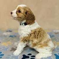 Princess, a female Cavapoo for sale in Fordland, MO – Photo 7 of 9