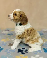Princess, a female Cavapoo for sale in Fordland, MO – Photo 9 of 9