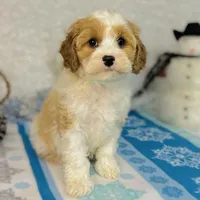 Princess, a female Cavapoo for sale in Fordland, MO – Photo 5 of 9