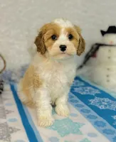 Princess, a female Cavapoo for sale in Fordland, MO – Photo 7 of 9