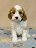 Princess, a female Cavapoo for sale in Fordland, MO – Photo 4 of 9