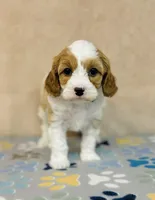 Princess, a female Cavapoo for sale in Fordland, MO – Photo 3 of 9