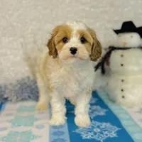 Princess, a female Cavapoo for sale in Fordland, MO – Photo 4 of 9