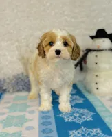 Princess, a female Cavapoo for sale in Fordland, MO – Photo 6 of 9