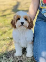 Princess, a female Cavapoo for sale in Fordland, MO – Photo 1 of 9