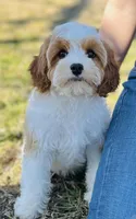 Princess, a female Cavapoo for sale in Fordland, MO – Photo 9 of 9